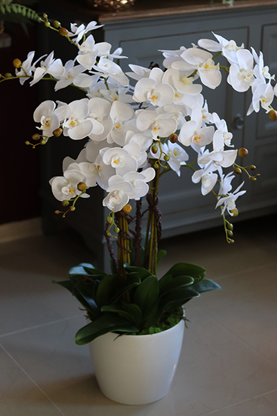 duży storczyk Mediolan Round 3 w białej donicy, wys.90cm