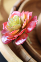 gumowa sztuczna roślina, Sukulent czerwony 53, wym.10x10cm