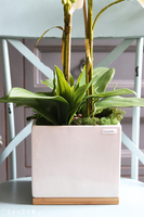 Ivette, gumowy storczyk w donicy z drewnianą podstawą, wys.68cm 