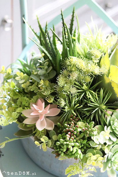 Elodia Siena, kompozycja sukulenty w eleganckiej misie, wym.30x35cm