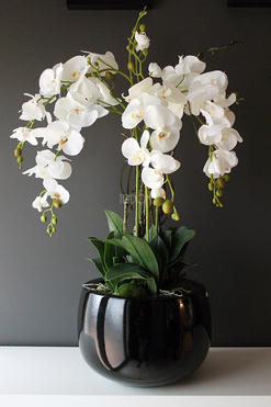 efektowny storczyk Fiberglass Grande Black Shine w czarnej donicy, wys.85cm