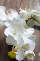 storczyk w czarnej okrągłej donicy Black 3, wys.60cm