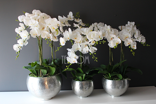 Srebrny Apartament średni storczyk w eleganckim metalowym naczyniu wys.70cm