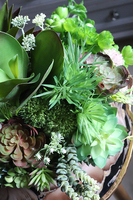 duża kompozycja Berla Malaga, sukulenty w złotej ceramicznej misie, wys.32x38cm