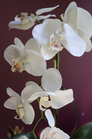 biały sztuczny storczyk, Naomi Mini White, wys.54cm