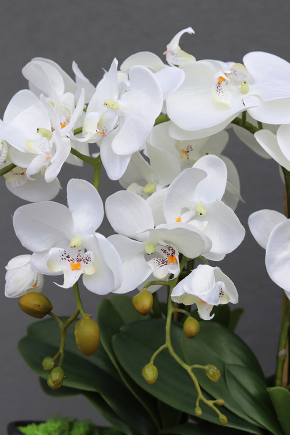 ekskluzywny storczyk Laos w antracytowej donicy, wys.63cm