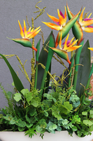 Big Laos Sukulenty & Strelicja, egzotyczna kompozycja w białej donicy, wym.82x75cm