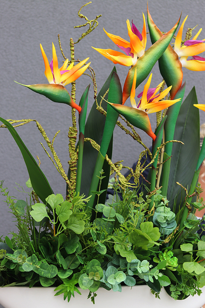 Big Laos Sukulenty & Strelicja, egzotyczna kompozycja w białej donicy, wym.82x75cm