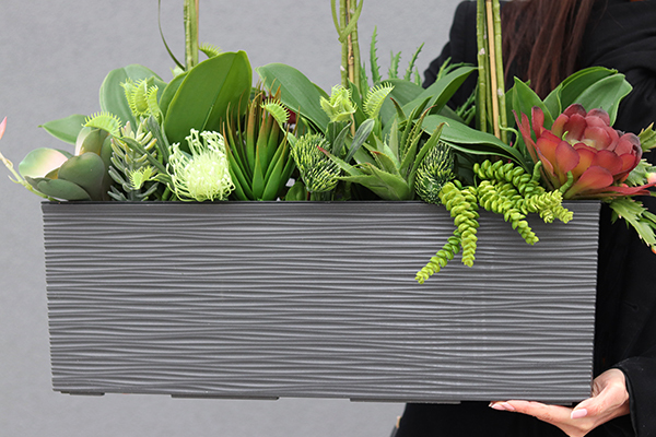 Kolenate Antracyt, storczyki z sukulentami w podłużnej donicy, wys.74cm 