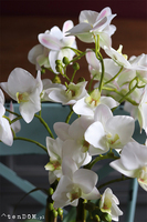 Ivette, gumowy storczyk w donicy z drewnianą podstawą, wys.68cm 