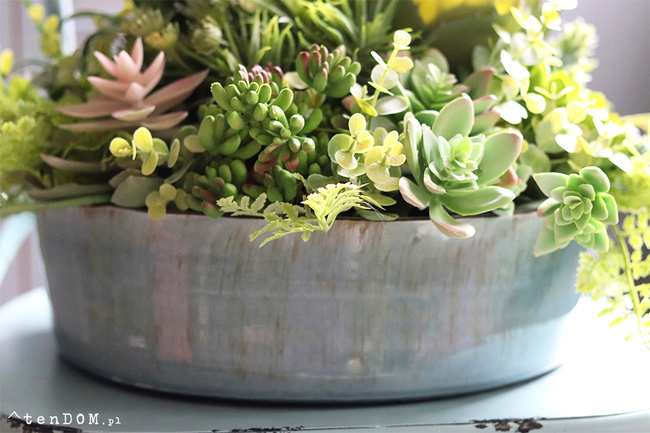 Elodia Siena, kompozycja sukulenty w eleganckiej misie, wym.30x35cm