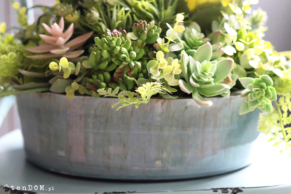 Elodia Siena, kompozycja sukulenty w eleganckiej misie, wym.30x35cm