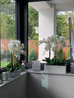 Banerra Infinity Small, storczyk w minimalistycznej donicy, wys.55cm