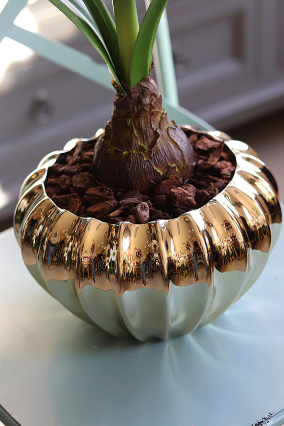 Amarylis Simple, biały kwiat w złotej donicy, wys.65cm