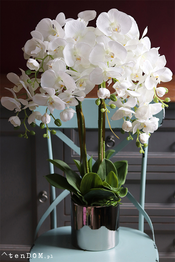 Silver Tonnet Small, storczyk w lustrzanej donicy, wys.74cm 