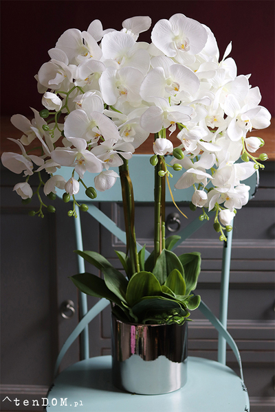 Silver Tonnet Small, storczyk w lustrzanej donicy, wys.74cm 