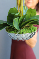 elegancki storczyk w srebrnej misie, Silver Time, wys.54cm