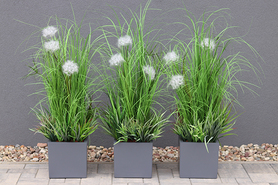 Delano Fiberglass Grey, kompozycja traw z dmuchawcami, kpl.3szt