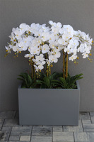 Hotel Design Grey Grande w donicy, dużych rozmiarów kompozycja, wys.105cm 