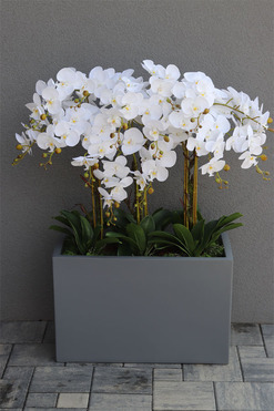 Hotel Design Grey Grande w donicy, dużych rozmiarów kompozycja, wys.105cm 