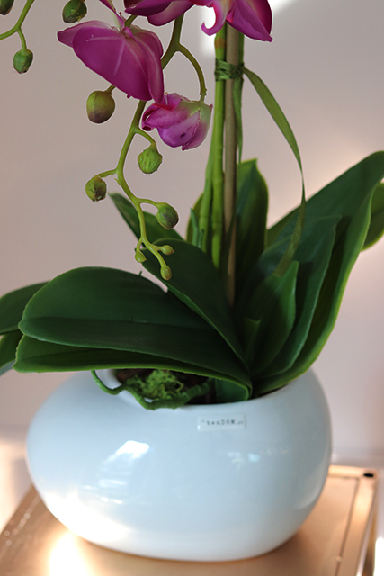 ekskluzywny storczyk Manfredo Fuksja, wys.58cm