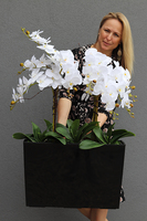 duży storczyk Marco Mediolan Hotel w czarnej plastikowej donicy, wys.108cm