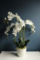 Maura storczyk w kremowej osłonce, wys.70cm