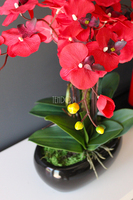 walentynkowy krwistoczerwony storczyk Red Fire w czarnej donicy, wys.55cm