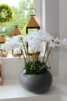 duży storczyk Panama Grande w minimalistycznej donicy, wys.78cm