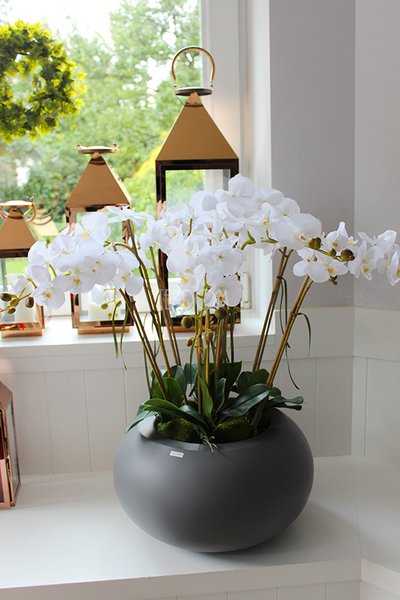 duży storczyk Panama Grande w minimalistycznej donicy, wys.78cm
