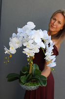 elegancki storczyk w srebrnej misie, Silver Time, wys.54cm