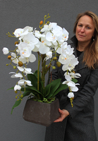 Grey Deluxe, storczyk w wysokiej jakości ceramicznej donicy, wys.66cm 