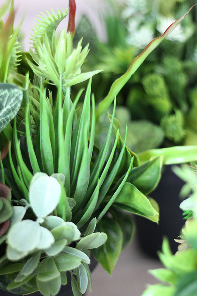 Granello, atrakcyjna kompozycja z sukulentów, wys.34cm