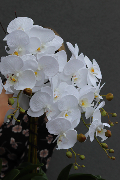 duży storczyk Marco Mediolan Hotel w czarnej plastikowej donicy, wys.108cm