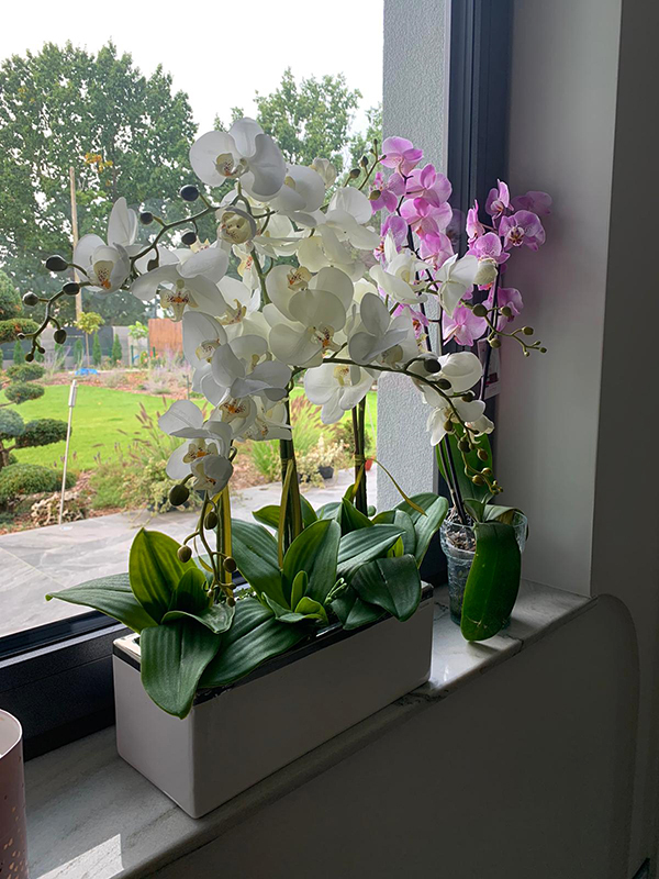 Banerra Infinity, storczyk w minimalistycznej donicy, wys.65cm 