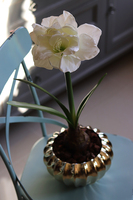 Amarylis Simple, biały kwiat w złotej donicy, wys.65cm