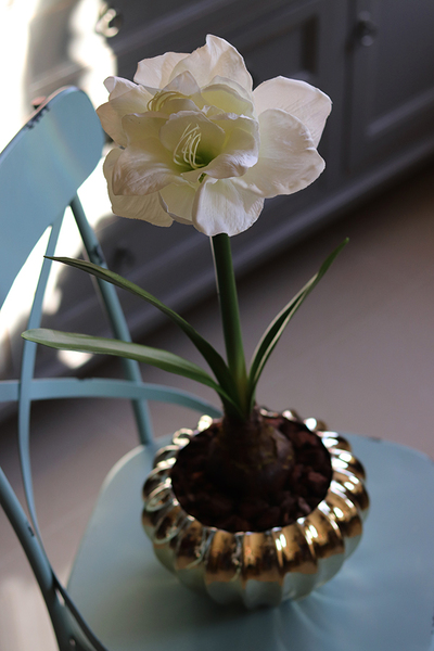 Amarylis Simple, biały kwiat w złotej donicy, wys.65cm