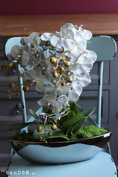 efektowny storczyk Laos Blunni w lustrzanej donicy, wys.65cm 