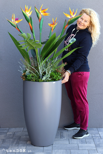 egzotyczna kompozycja w szarej donicy, Strelicja Fiberglass Grande Green, wym.162cm