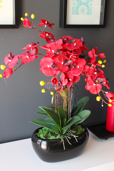 walentynkowy krwistoczerwony storczyk Red Fire w czarnej donicy, wys.55cm