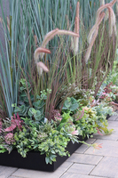 Albertina Saute, kompozycja z traw i sukulentów w gąbce florystycznej, dł.1m, wys.135cm