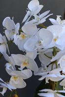 elegancki storczyk w srebrnej misie, Silver Time, wys.54cm