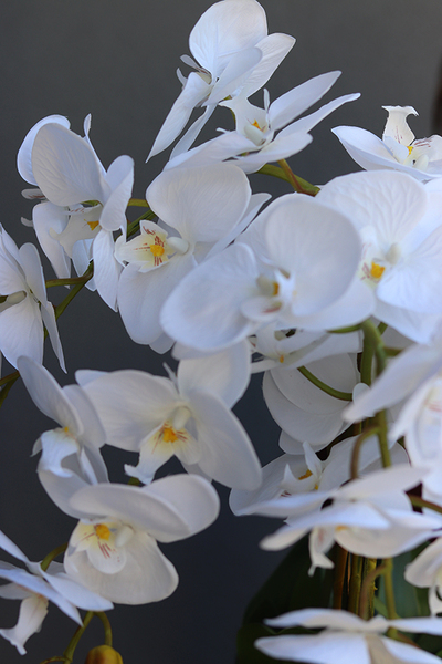 elegancki storczyk w srebrnej misie, Silver Time, wys.54cm