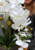 Grey Deluxe, storczyk w wysokiej jakości ceramicznej donicy, wys.66cm 