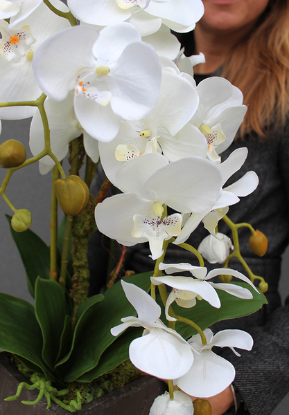 Grey Deluxe, storczyk w wysokiej jakości ceramicznej donicy, wys.66cm 