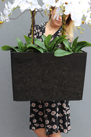 duży storczyk Marco Mediolan Hotel w czarnej plastikowej donicy, wys.108cm