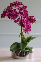 sztuczny storczyk w naczyniu glamour, Fuksja Manfredo Helga, wys.48cm