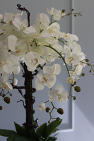 Admirał, wysoki storczyk w eleganckim kielichu aluminiowym, wys.120cm 