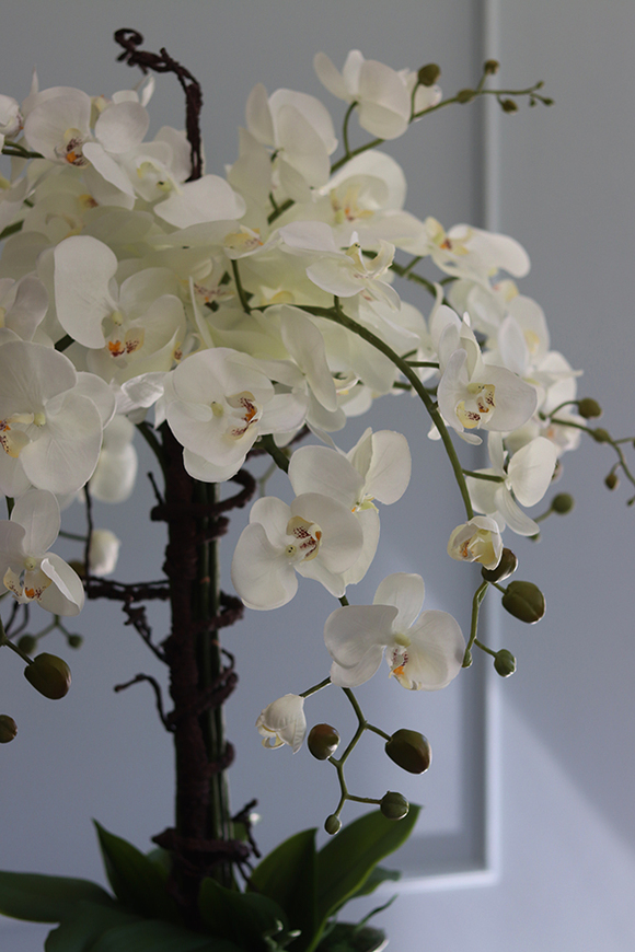 Admirał, wysoki storczyk w eleganckim kielichu aluminiowym, wys.120cm 