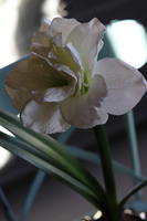 Amarylis Simple, biały kwiat w złotej donicy, wys.65cm